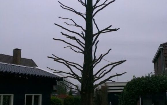 Kandelaberen Metasequoia (moerascipres)