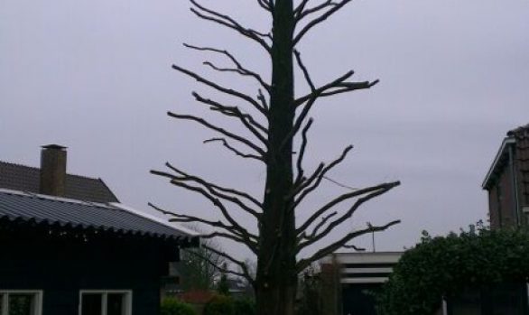 Kandelaberen Metasequoia (moerascipres)