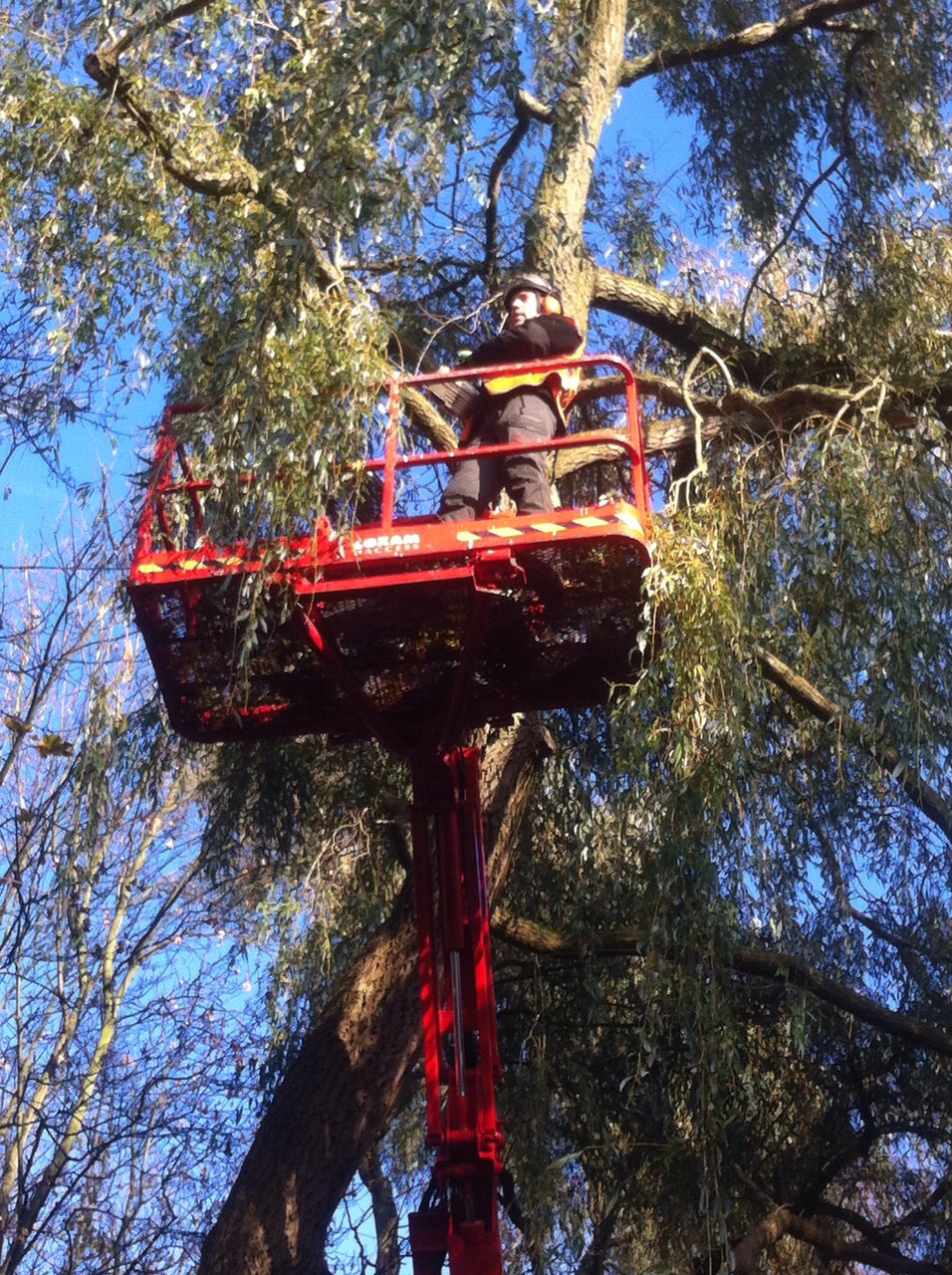 Boomverzorging Ijsstelstein hovenier – Gouda