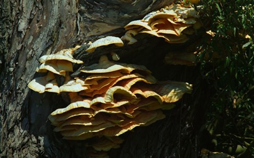 paddenstoelen_column_6-copy_499x310