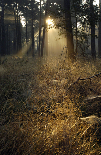 zonlicht_door_bomen_staand