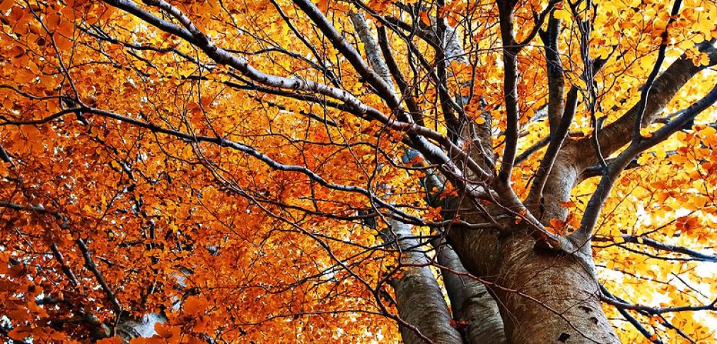 Herfstblaadjes, boomverzorging, blad valt van boom