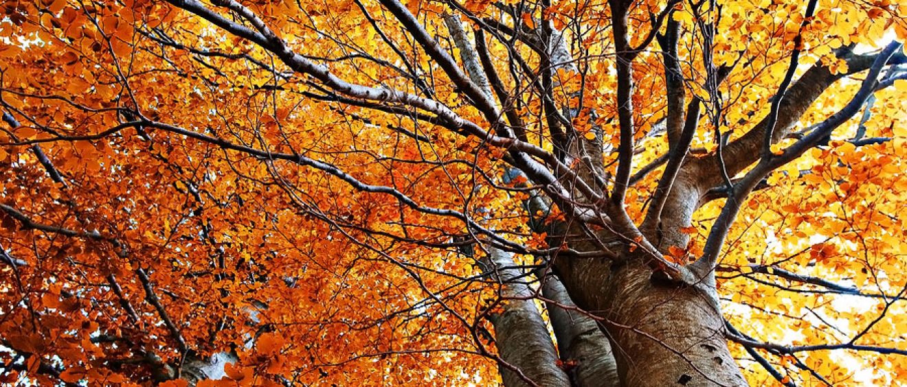 Herfstblaadjes, boomverzorging, blad valt van boom